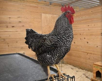 Enlarge Noodle, a Adoptable Chicken in West Seneca, NY image 3/3