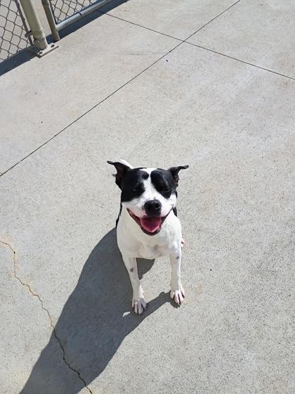 Dumpling, Adoptable, Adult Female Boxer & Mixed Breed.
