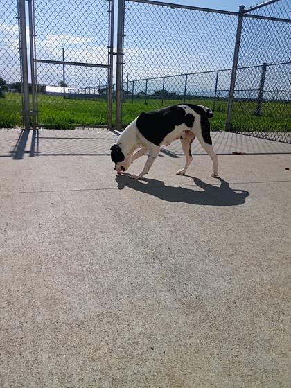 Dumpling, a Adoptable mixed breed in Beatrice, NE image 2/3