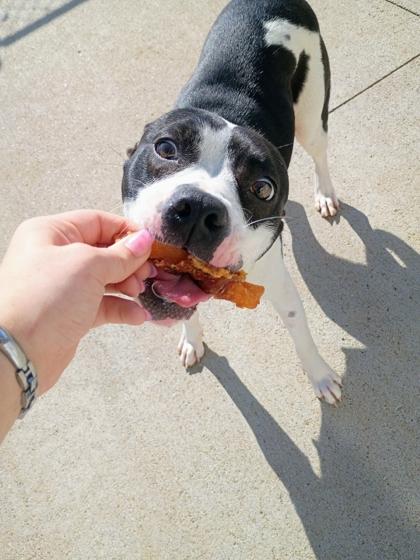Dumpling, a Adoptable mixed breed in Beatrice, NE image 3/3