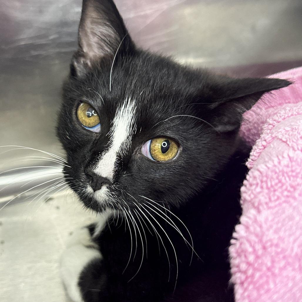 Pride, Adoptable, Kitten Male Domestic Short Hair.