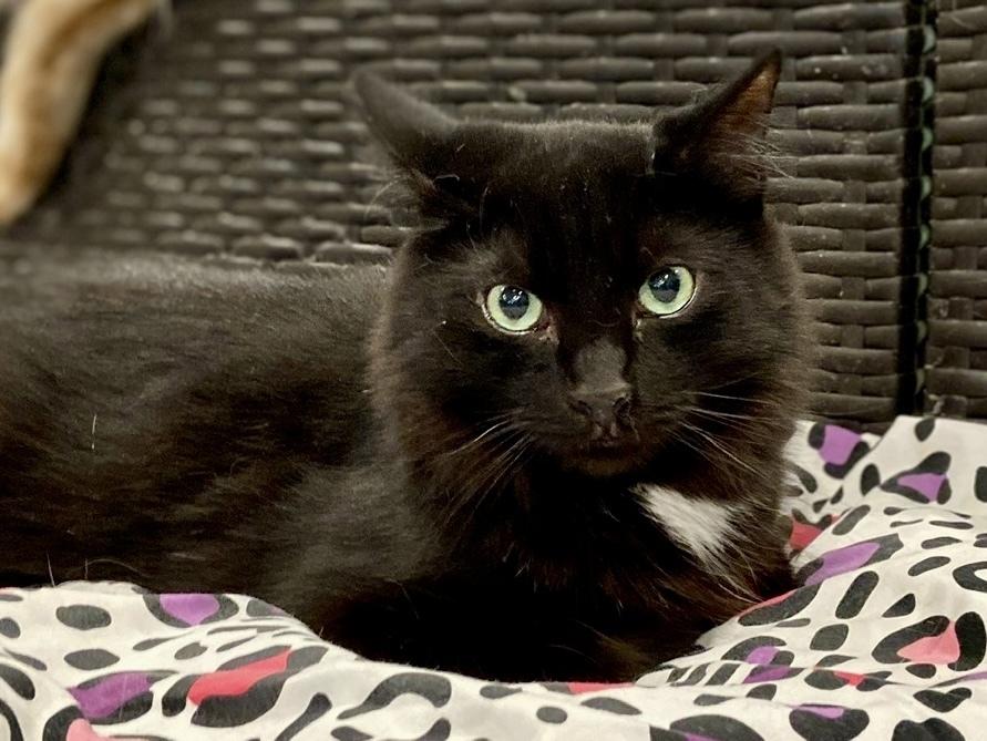 Piney, Adoptable, Adult Male Domestic Long Hair.