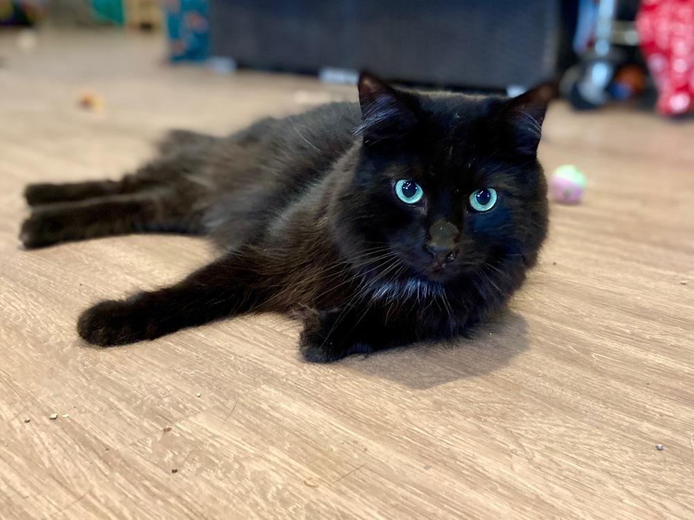 Enlarge Piney, a Adoptable Domestic Long Hair in New Cumberland, WV image 2/4