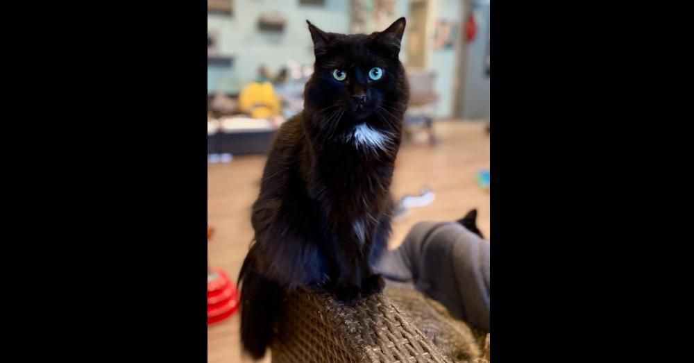 Piney, a Adoptable Domestic Long Hair in New Cumberland, WV image 4/6