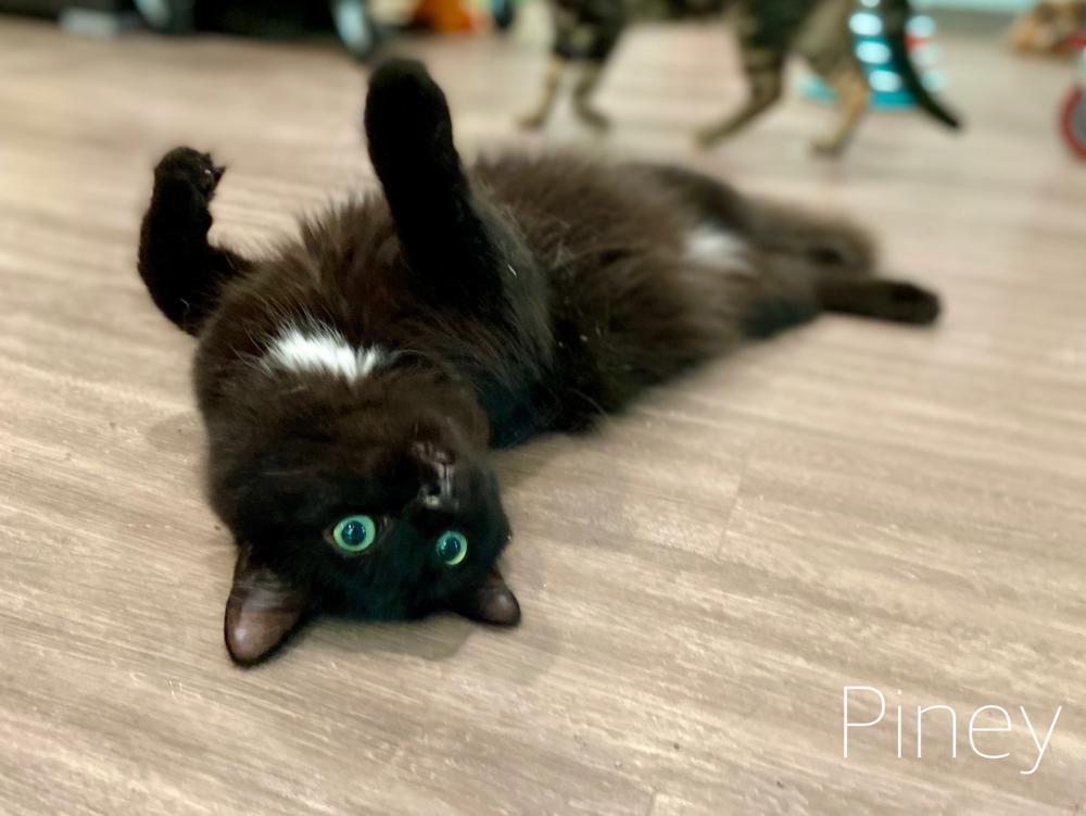 Enlarge Piney, a Adoptable Domestic Long Hair in New Cumberland, WV image 4/4