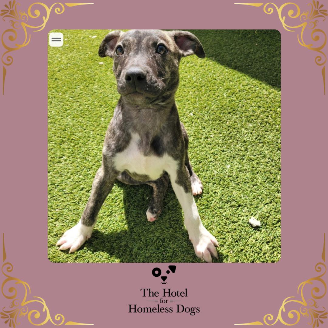 Annie, adopted, Puppy Female Hound & Terrier.