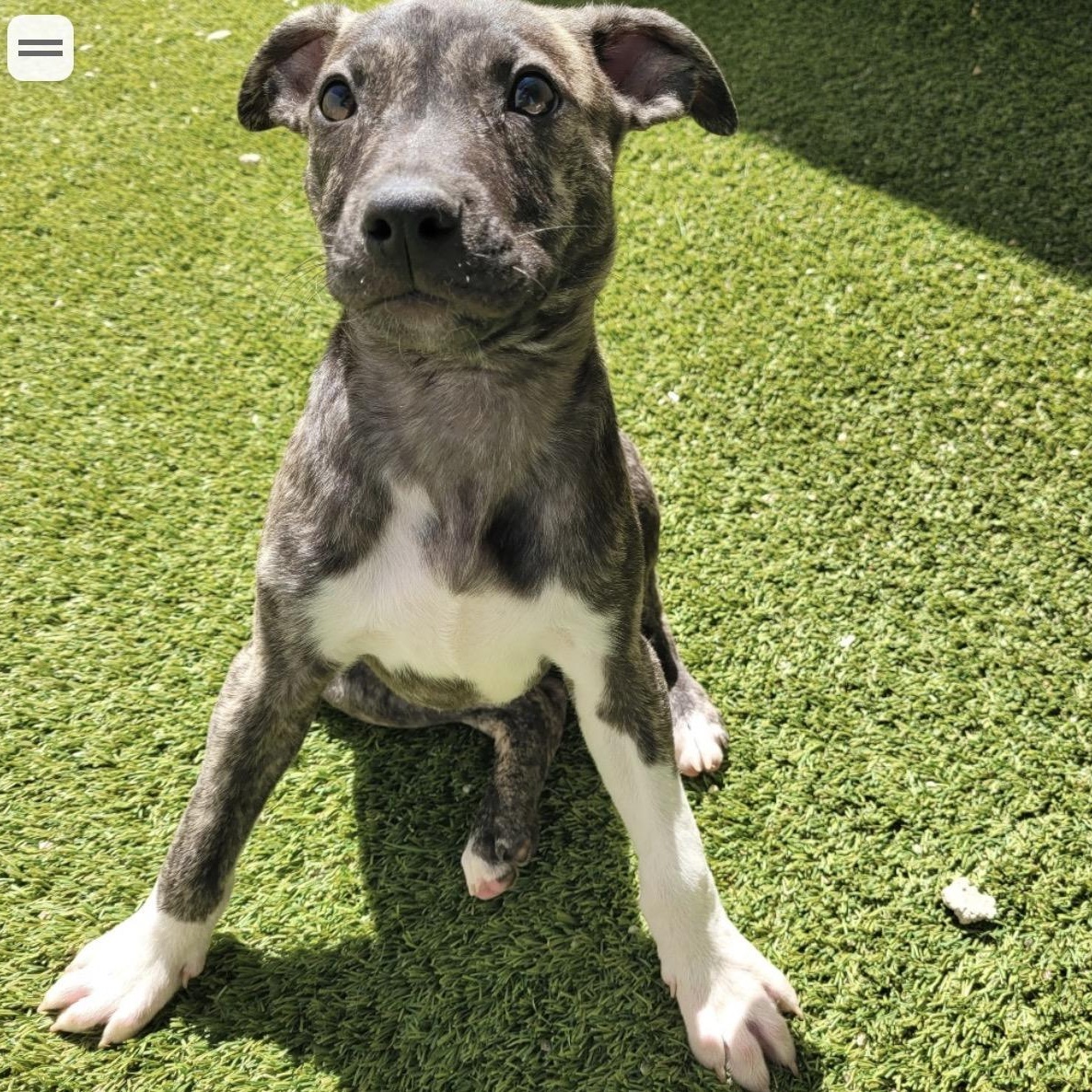 Enlarge Annie, an adopted mixed breed in Cumberland, RI image 2/2