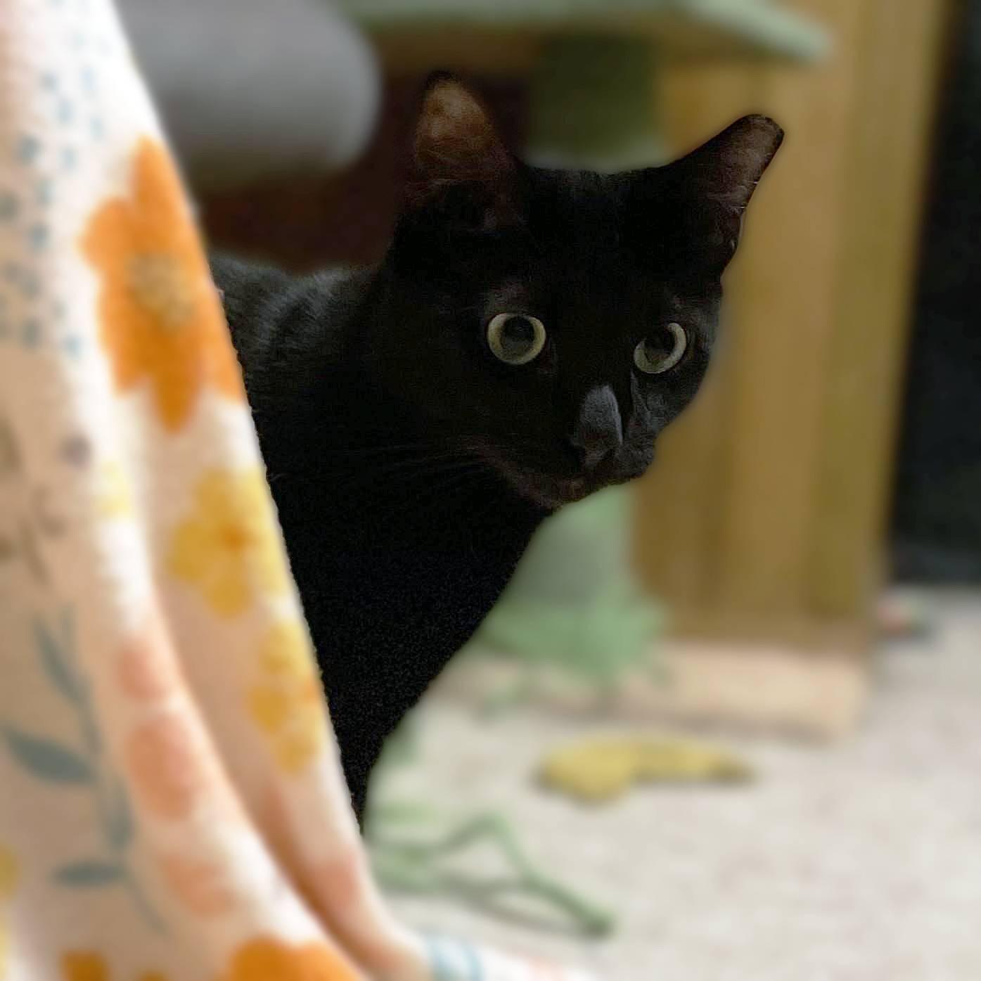 Vanilla Bean, an adoptable Domestic Short Hair in Lemoyne, PA image 2/2