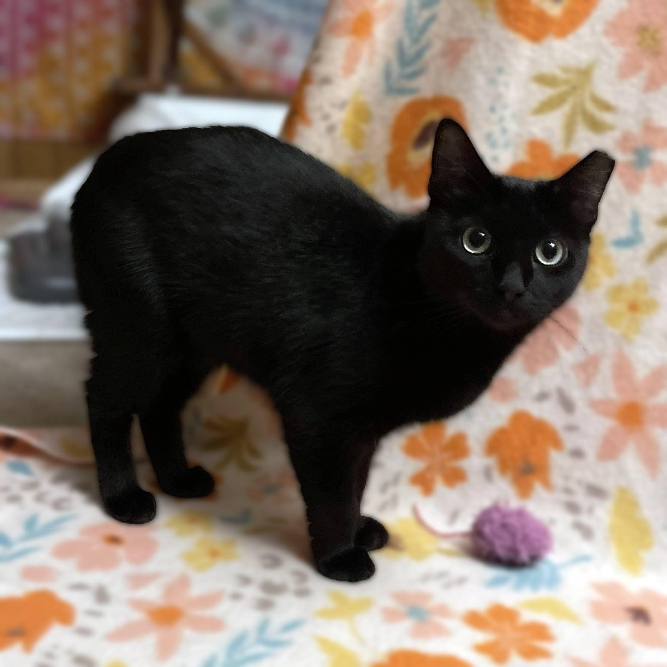 Vanilla Bean, an adoptable Domestic Short Hair in Lemoyne, PA image 1/2