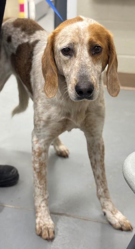 Aqua, Adoptable, Adult Female Hound & Mixed Breed.