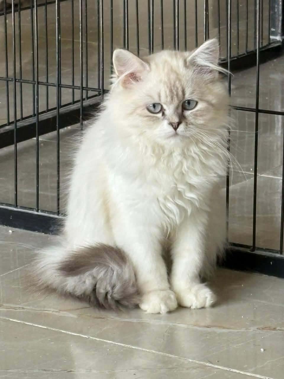 Taj, ADOPTABLE, Kitten Male Ragdoll.