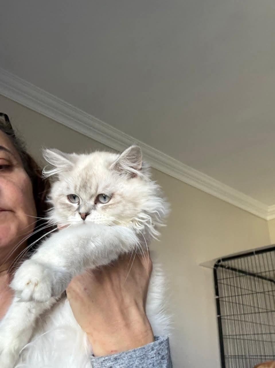 Enlarge Taj, a ADOPTABLE mixed breed in Newmarket, ON image 6/6