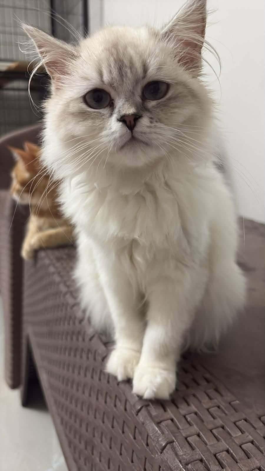 Enlarge Taj, a ADOPTABLE mixed breed in Newmarket, ON image 5/6