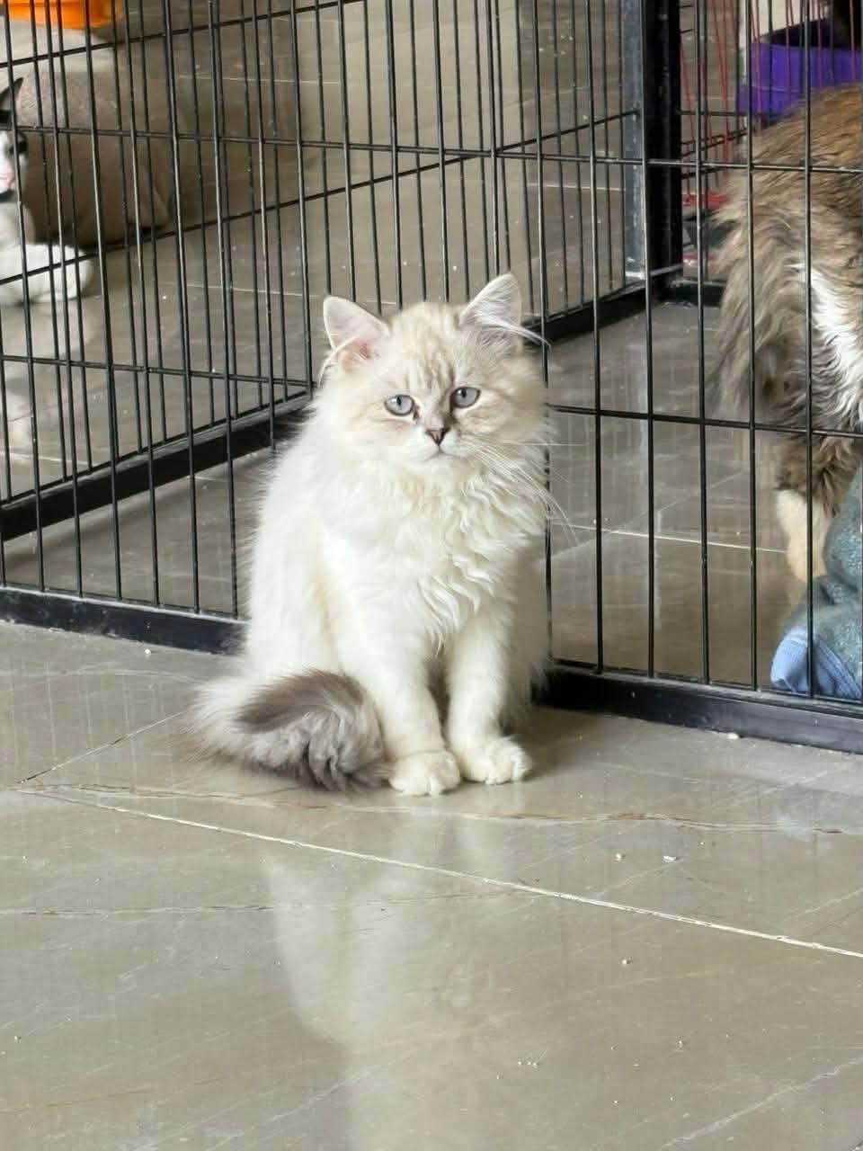 Enlarge Taj, a ADOPTABLE mixed breed in Newmarket, ON image 2/6