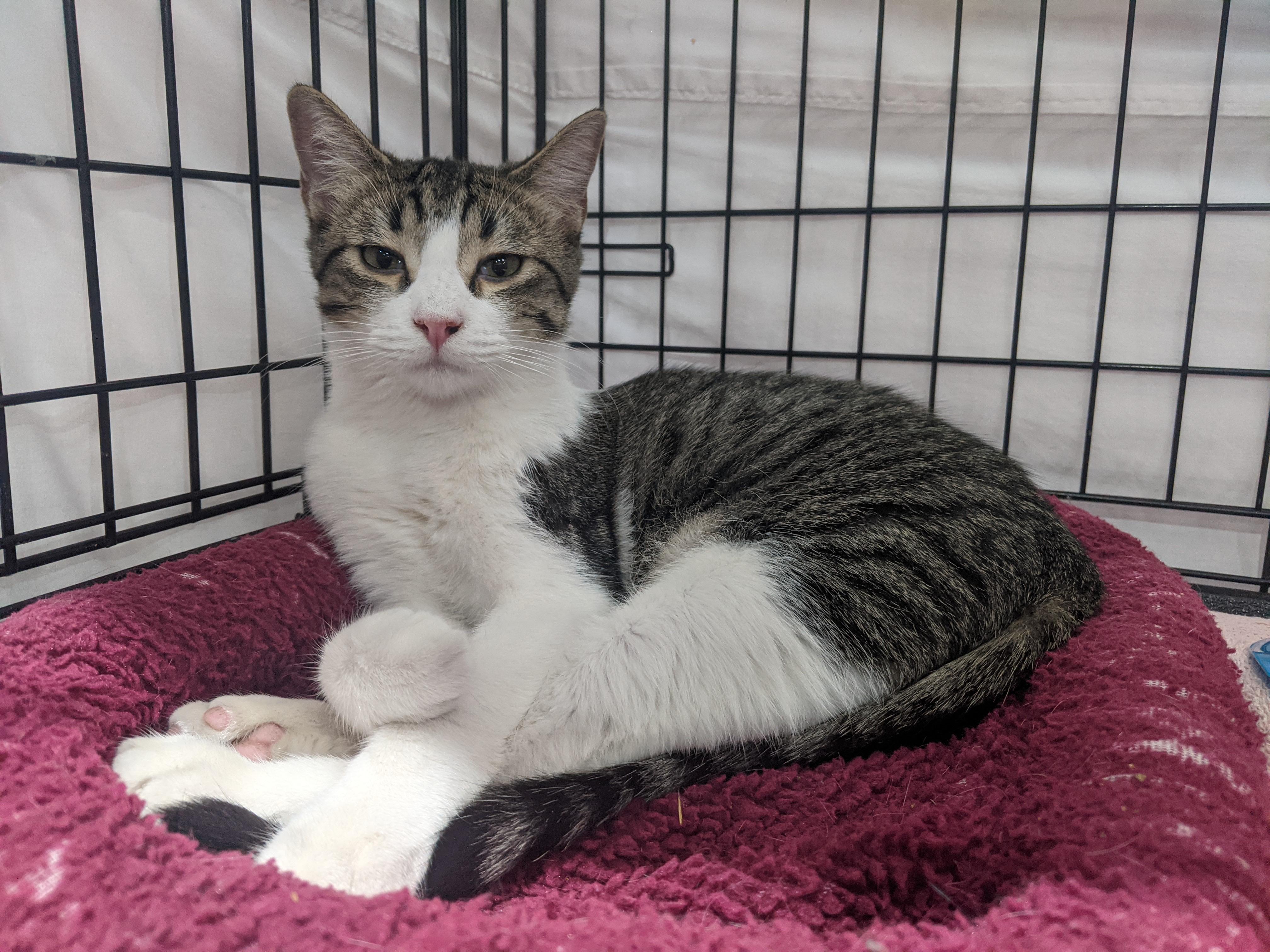 Wren, Young Male Domestic Short Hair