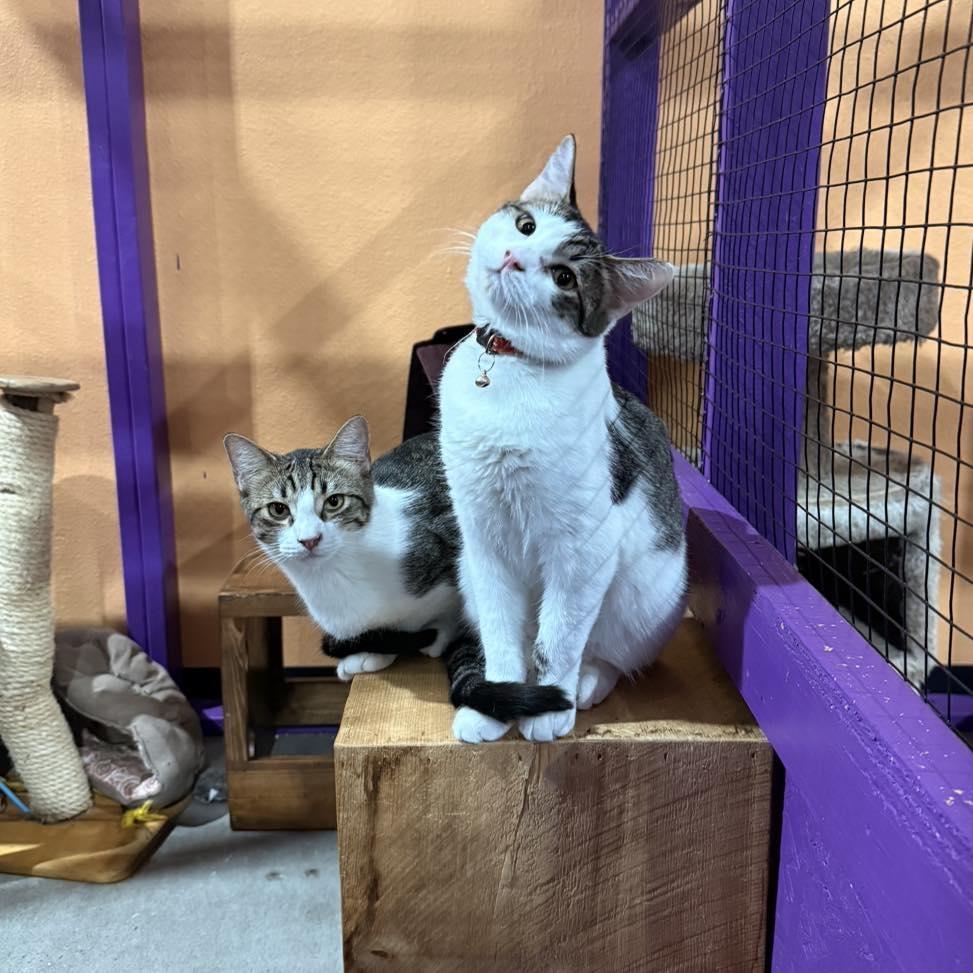 Wren, a Adoptable mixed breed in Albuquerque, NM image 2/3