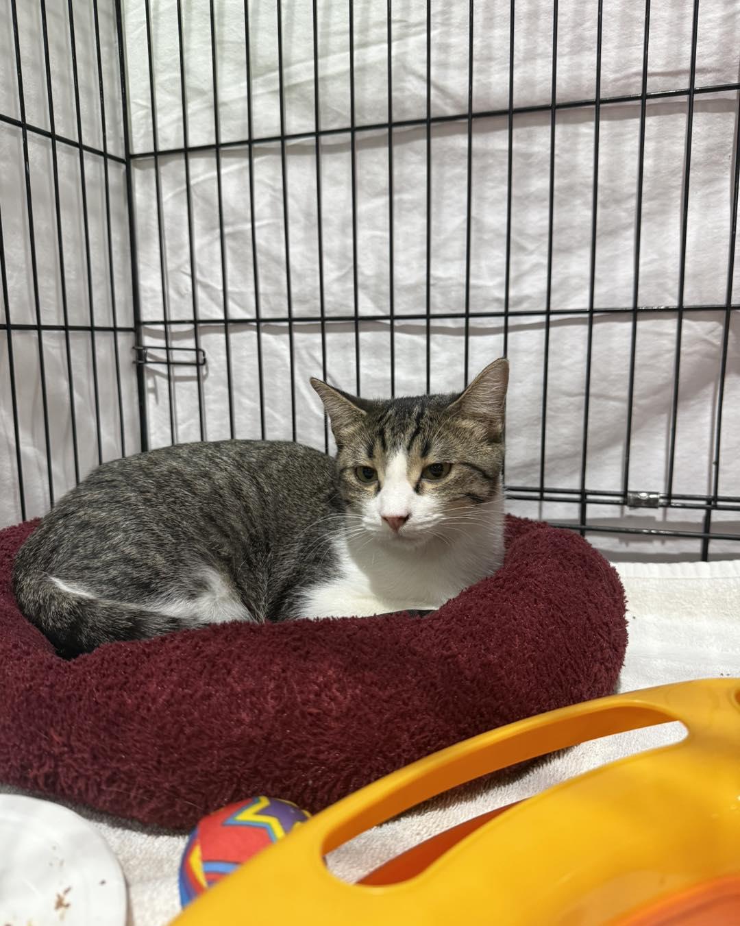 Wren, a Adoptable mixed breed in Albuquerque, NM image 3/3