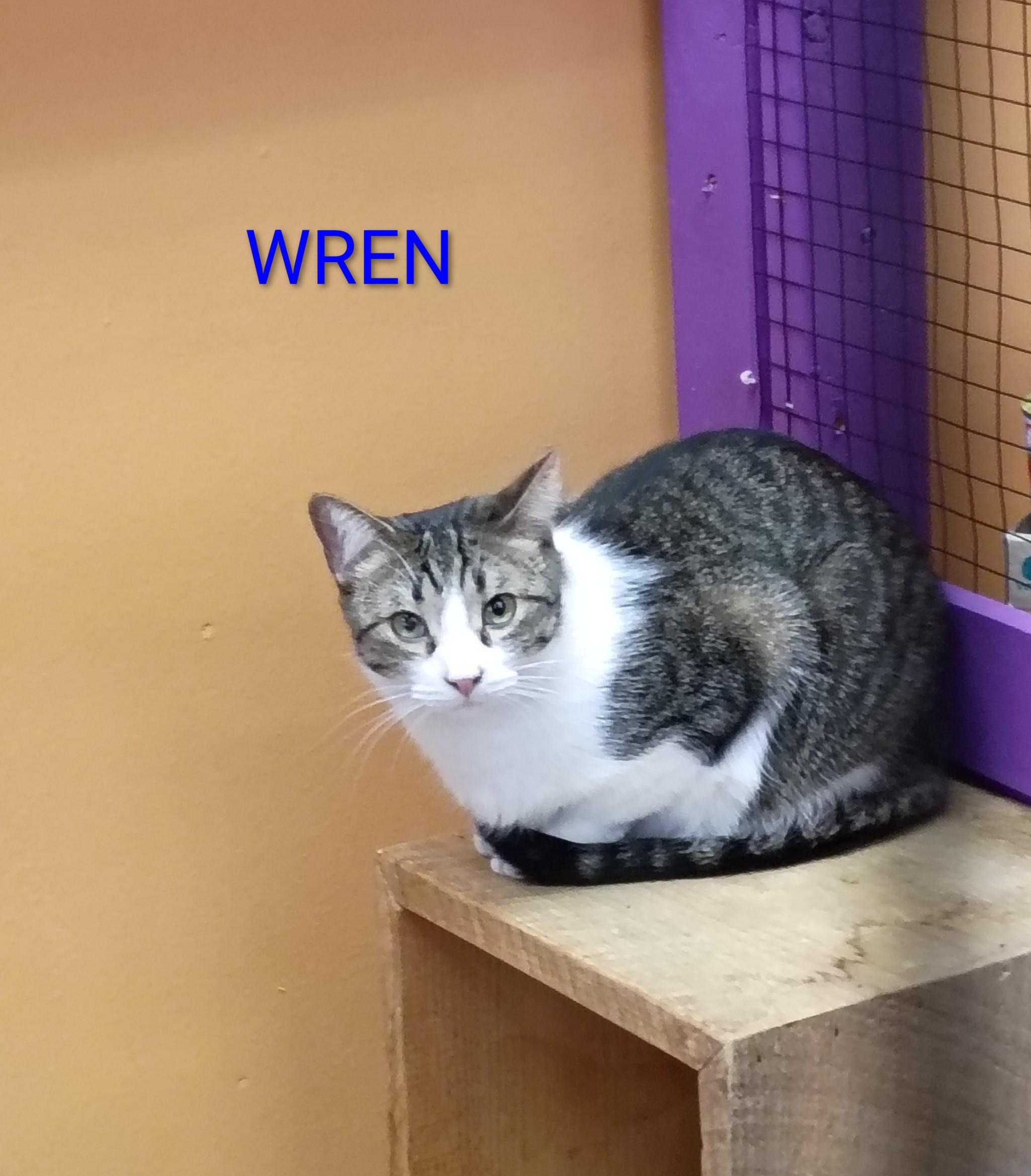 Wren, a Adoptable mixed breed in Albuquerque, NM image 3/4