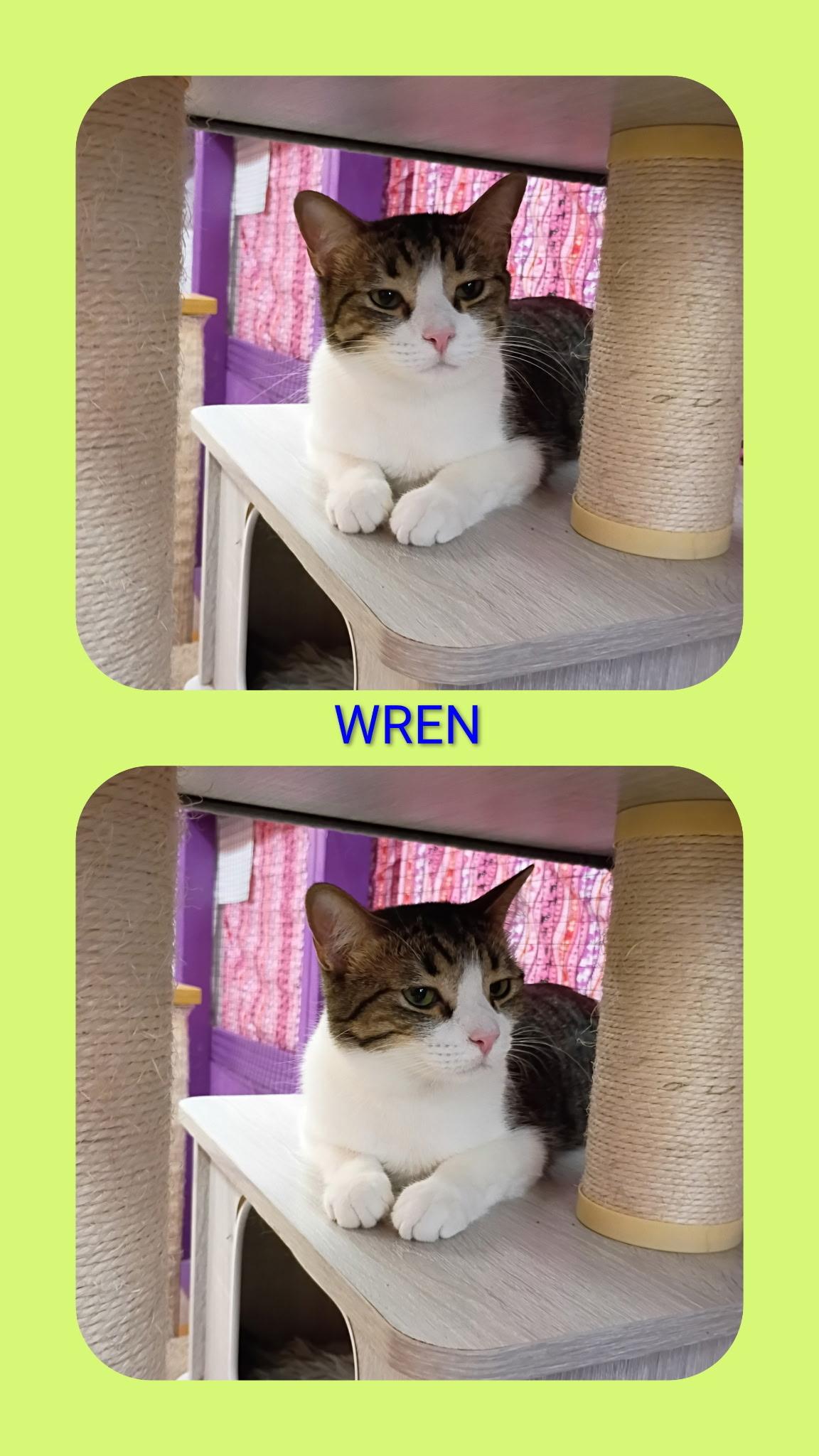 Wren, a Adoptable mixed breed in Albuquerque, NM image 5/5