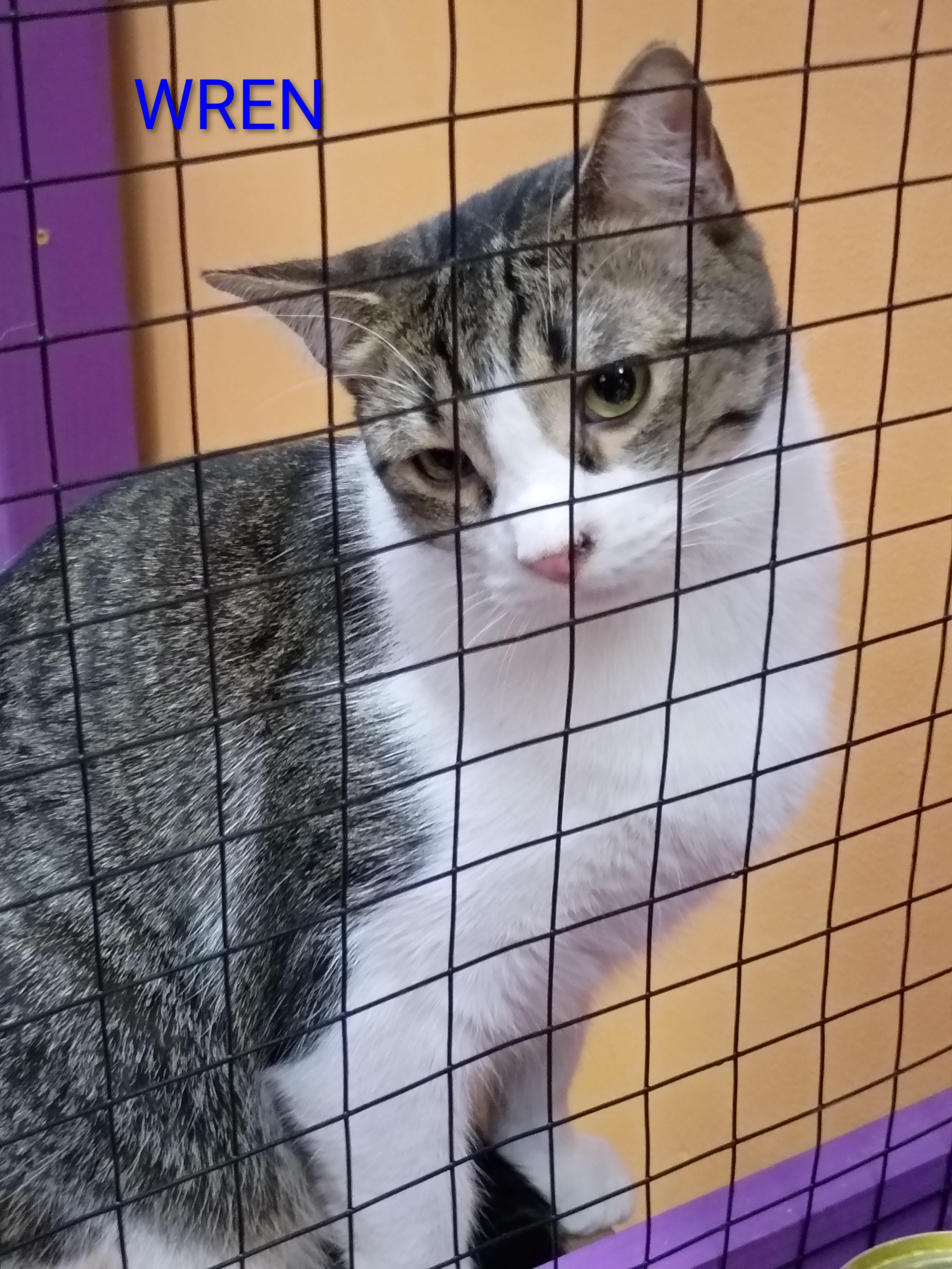 Wren, a Adoptable mixed breed in Albuquerque, NM image 2/4