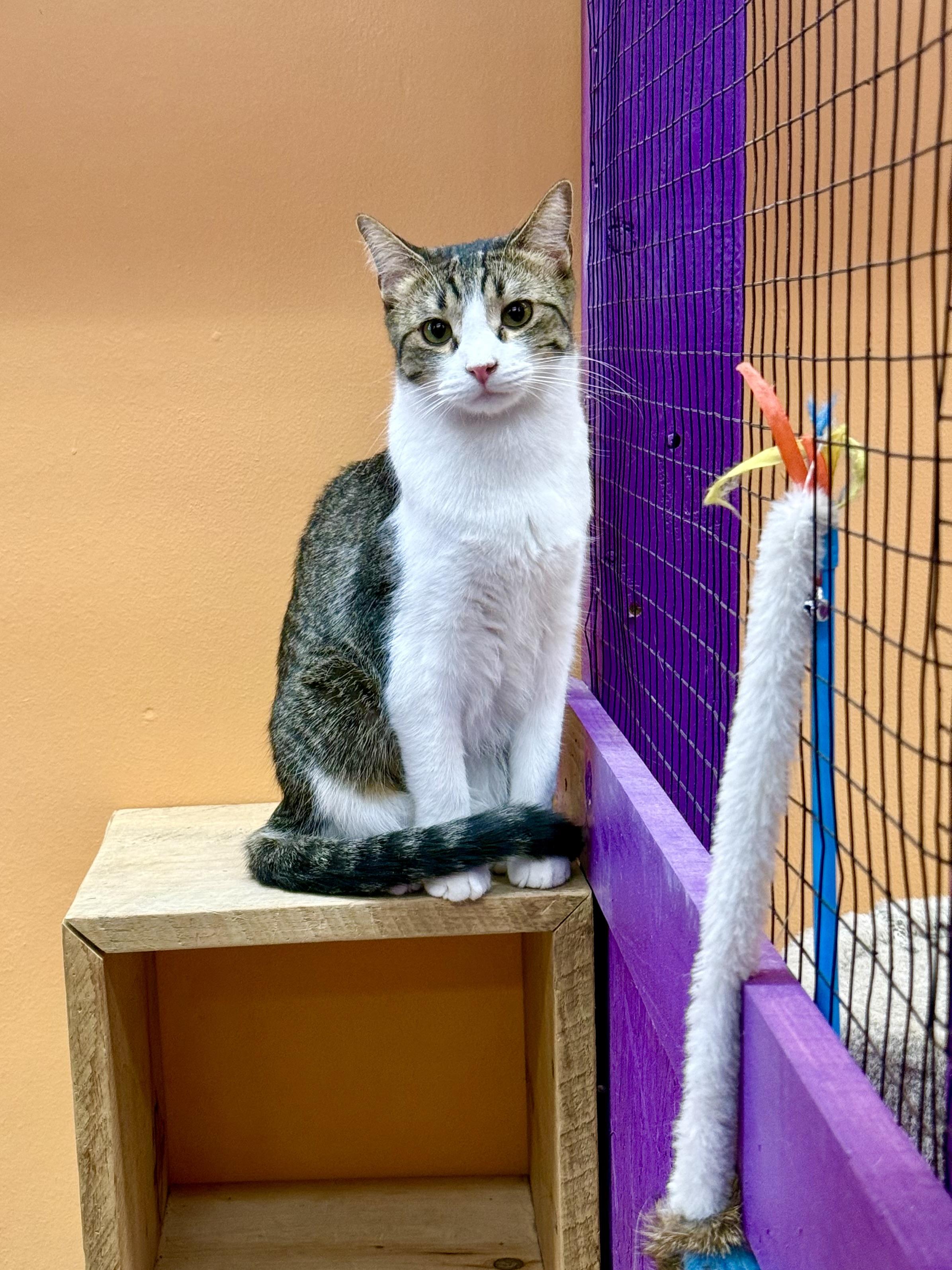 Wren, Adoptable, Adult Male Domestic Short Hair & Tabby.