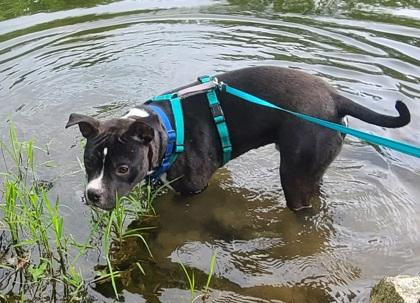 Shortcake thumbnail 2