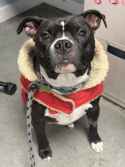 Shortcake thumbnail 3