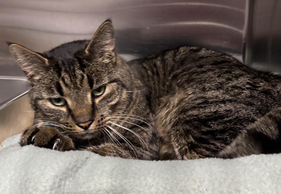 Enlarge Mr Tiggs, an adopted Tabby in Marblehead, MA image 2/2