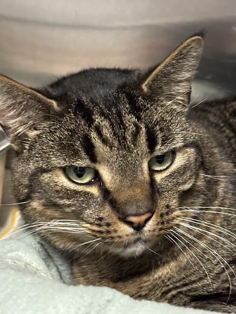 Mr Tiggs, adopted, Adult Male Tabby.