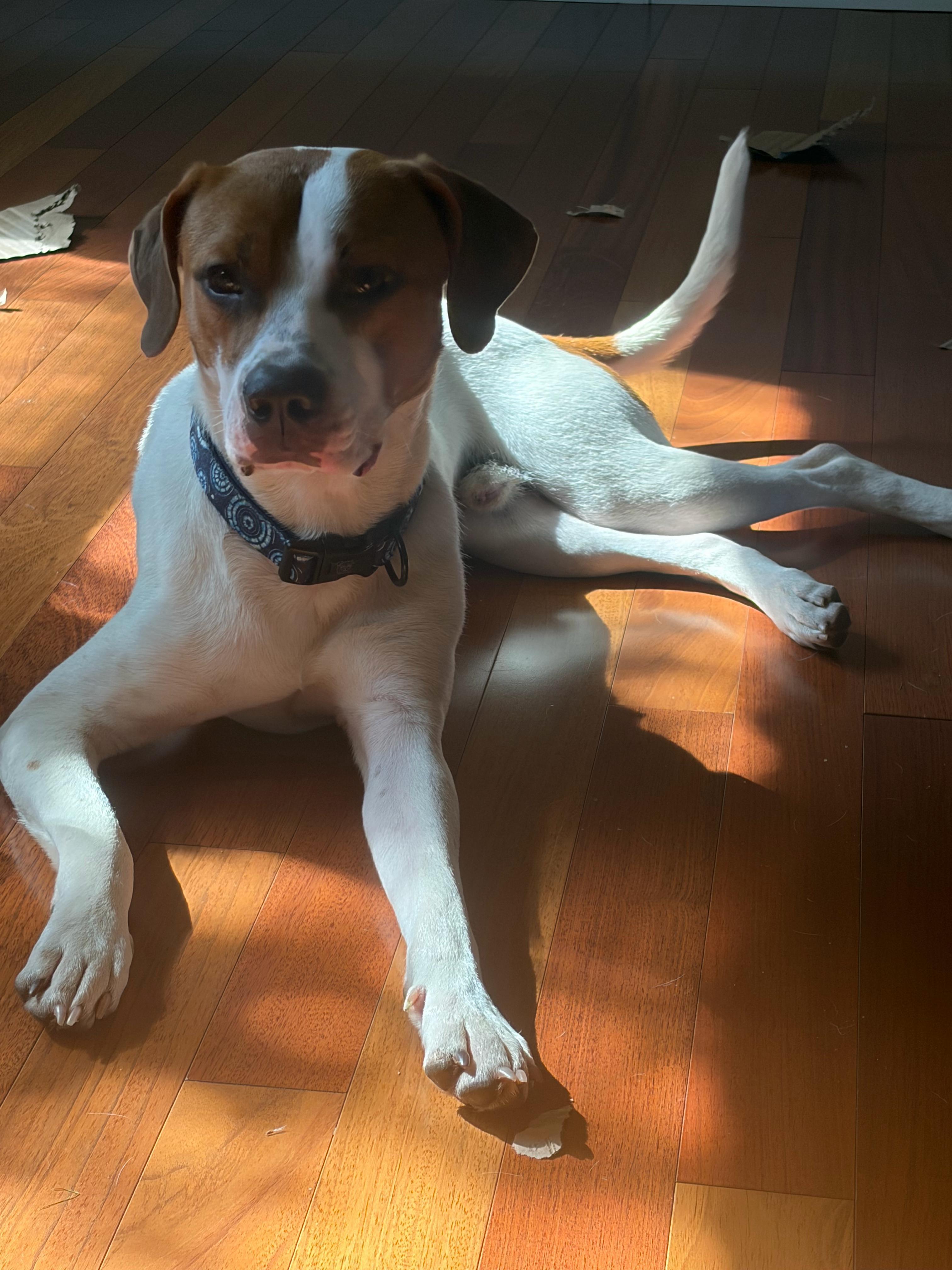 Bucky URGENT, ADOPTABLE, Young Male Hound & Terrier.