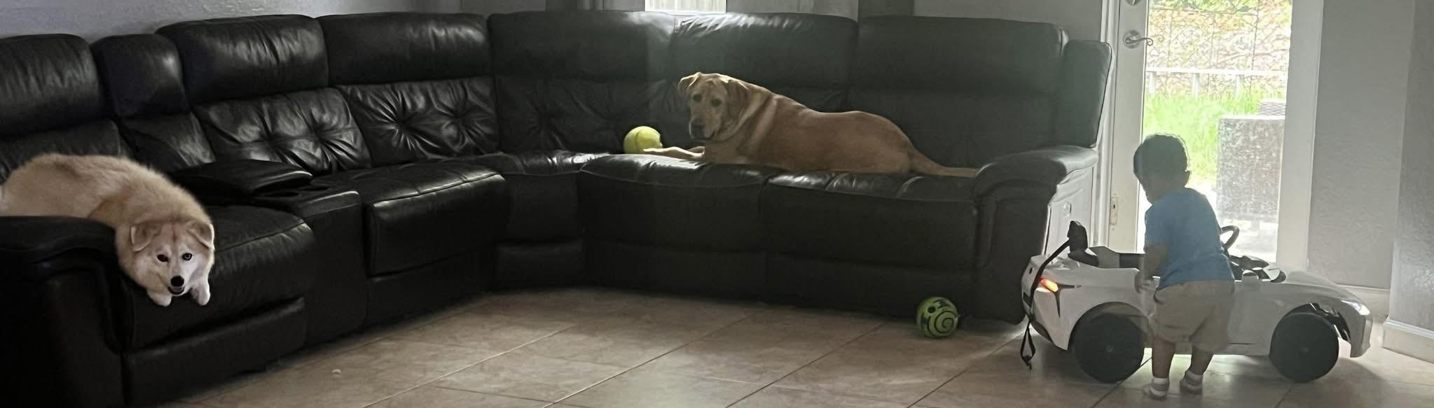 Enlarge Toby, a Adoptable Labrador Retriever in North Miami, FL image 3/3