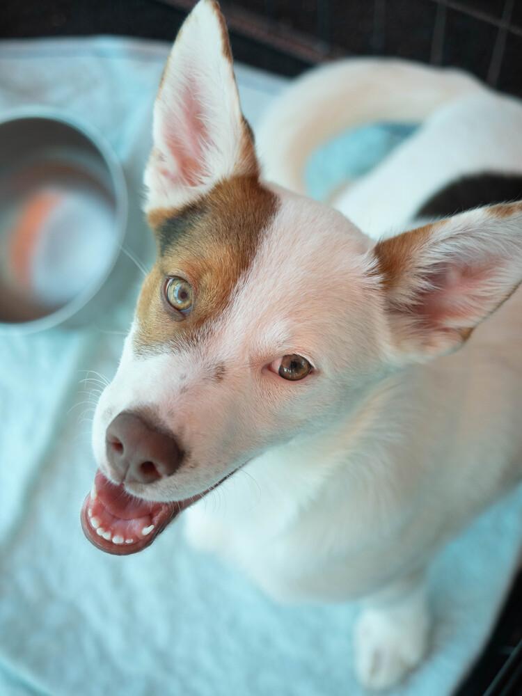 AAD New Arrival! Patriot - 26108, Adoptable, Puppy Male Australian Shepherd.