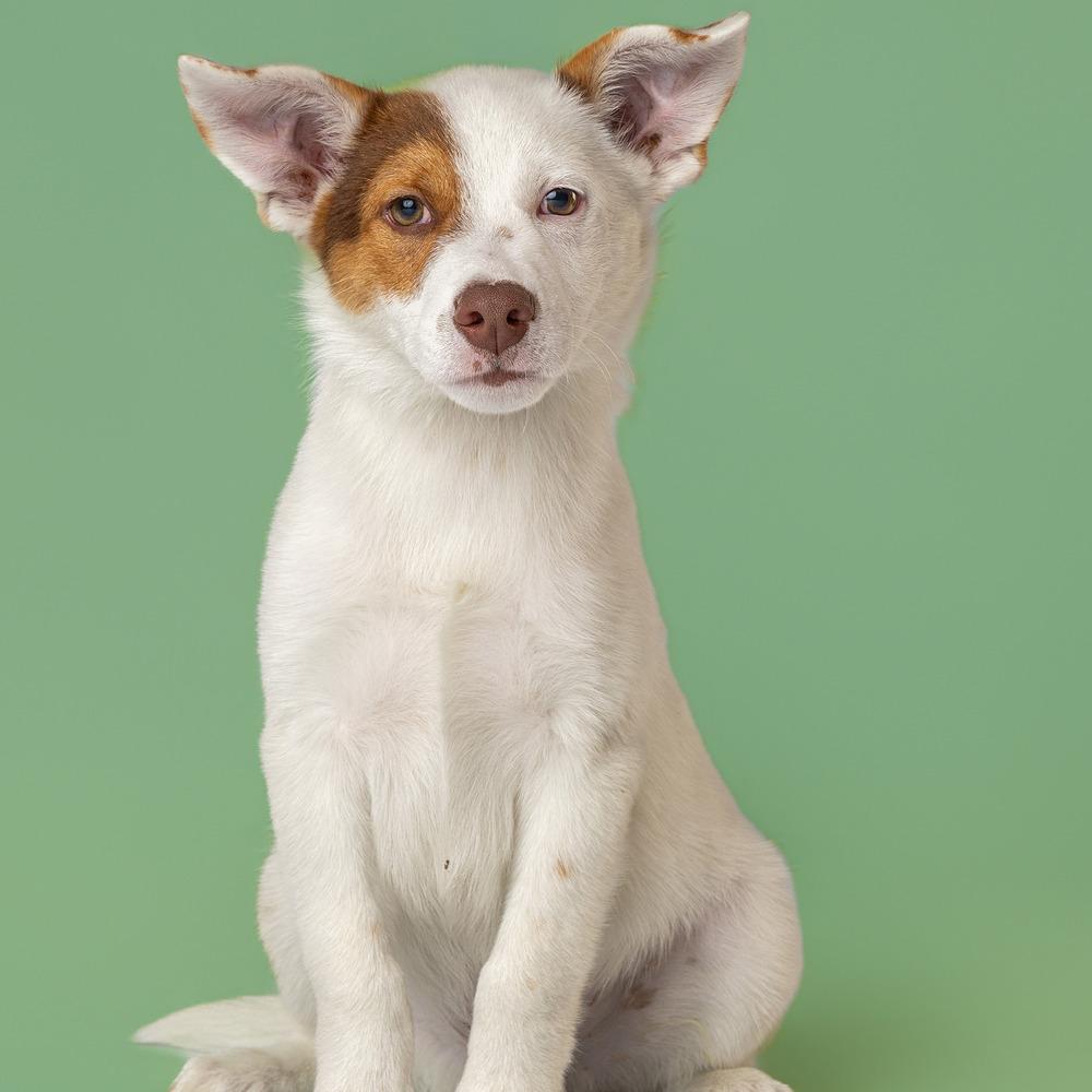 AAD New Arrival! Patriot - 26108, a Adoptable mixed breed in Armonk, NY image 2/6
