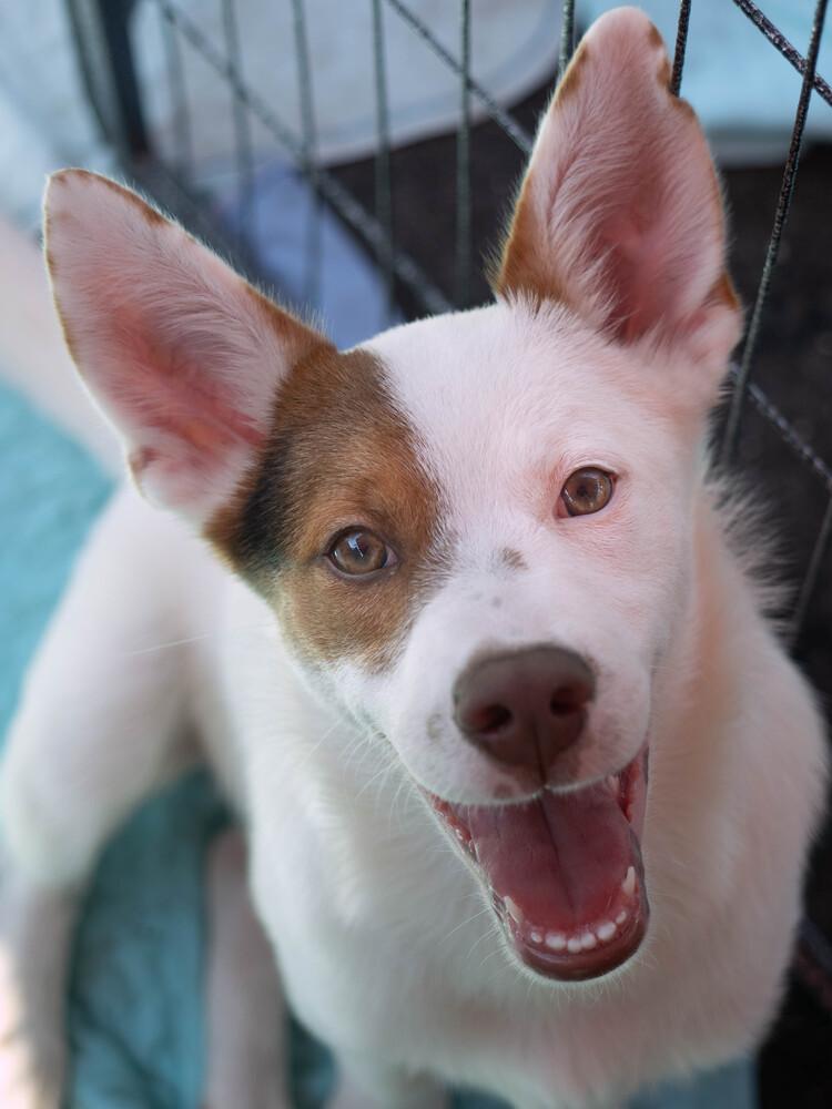 AAD New Arrival! Patriot - 26108, a Adoptable mixed breed in Armonk, NY image 3/6