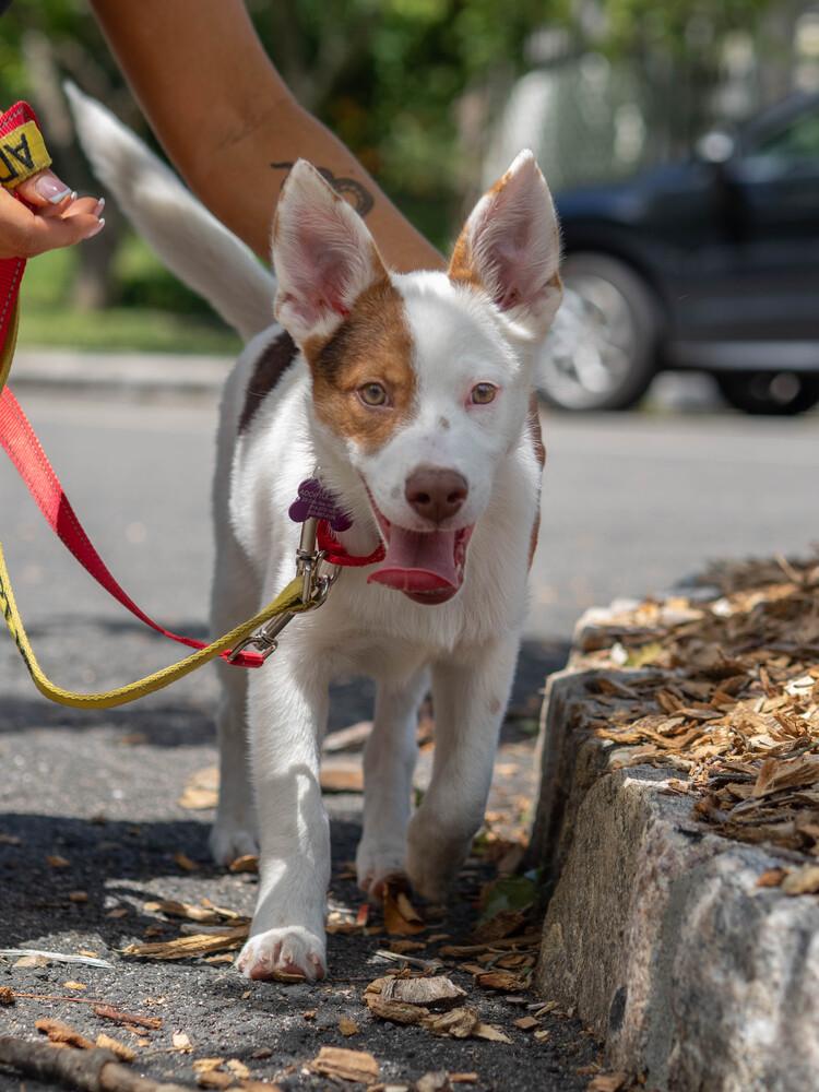 AAD New Arrival! Patriot - 26108, a Adoptable mixed breed in Armonk, NY image 4/6