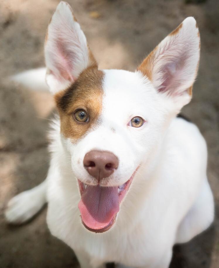 AAD New Arrival! Patriot - 26108, a Adoptable mixed breed in Armonk, NY image 5/6