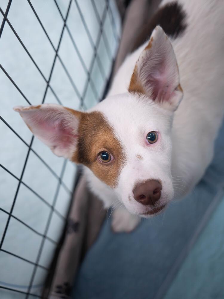 AAD New Arrival! Patriot - 26108, a Adoptable mixed breed in Armonk, NY image 6/6