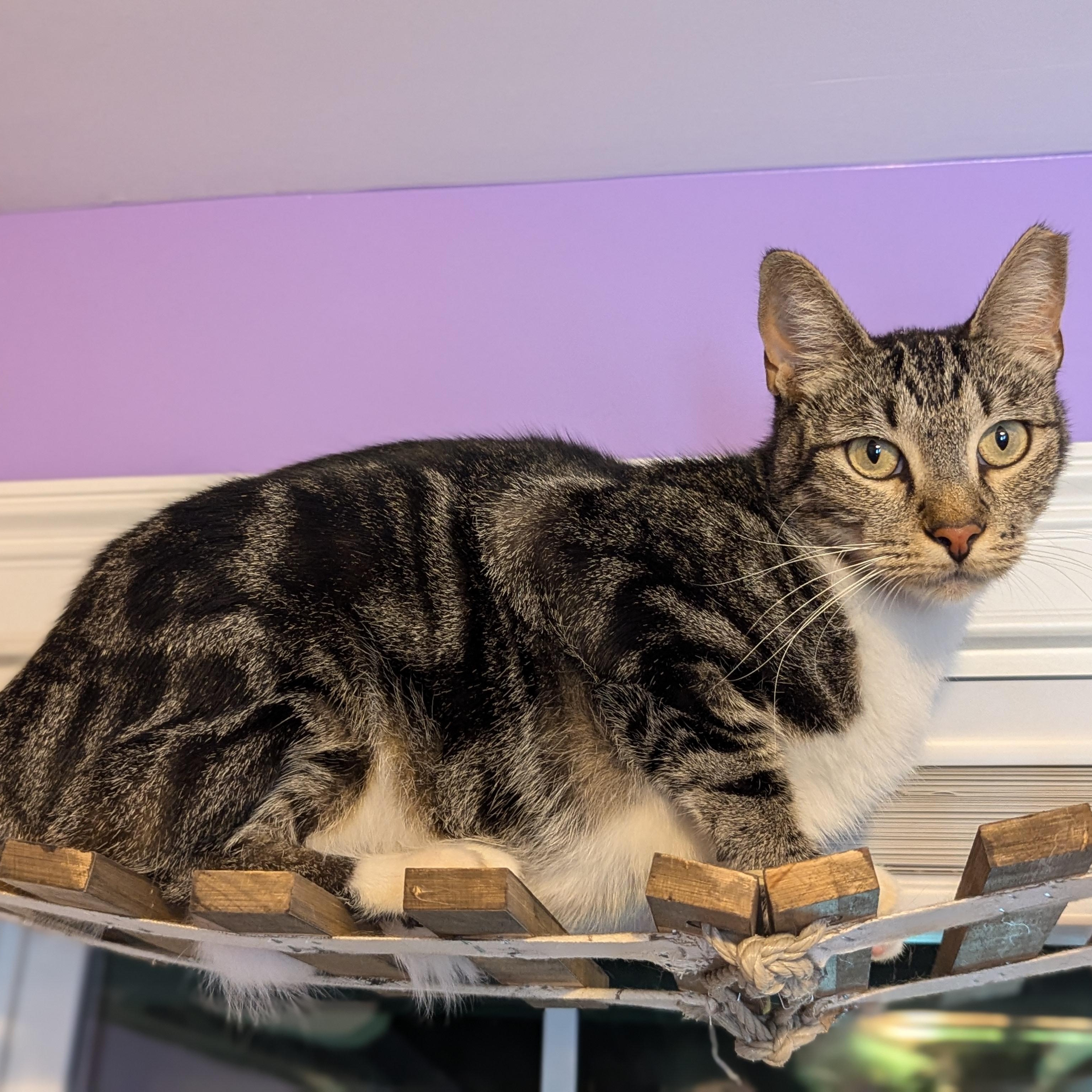 Enlarge Neo (The One to steal your heart), a Adoptable Domestic Short Hair in Decatur, GA image 5/5