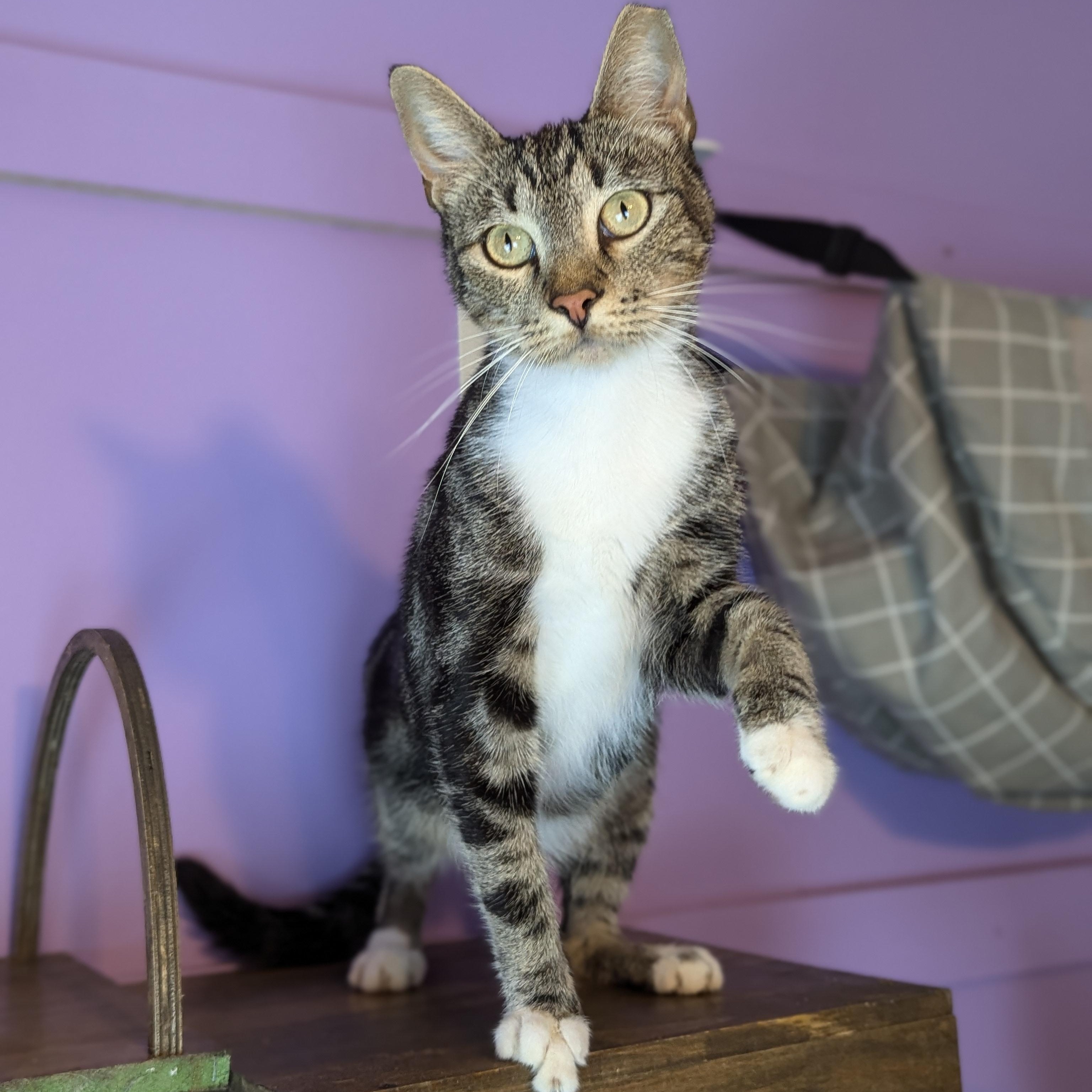 Enlarge Neo (The One to steal your heart), a Adoptable Domestic Short Hair in Decatur, GA image 1/5