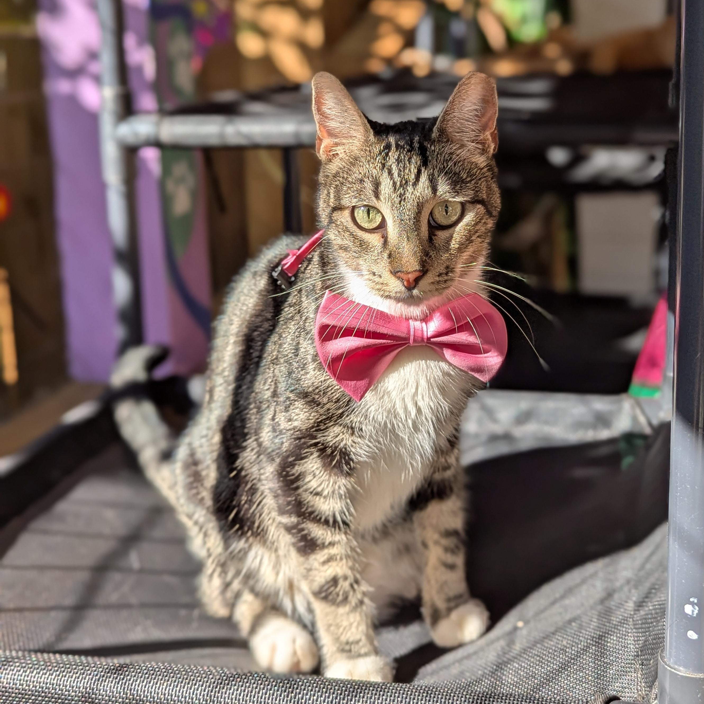 Neo (The One to steal your heart), Adoptable, Adult Male Domestic Short Hair.