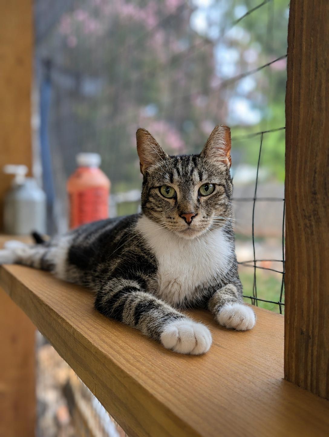 Enlarge Neo (The One to steal your heart), a Adoptable Domestic Short Hair in Decatur, GA image 3/6