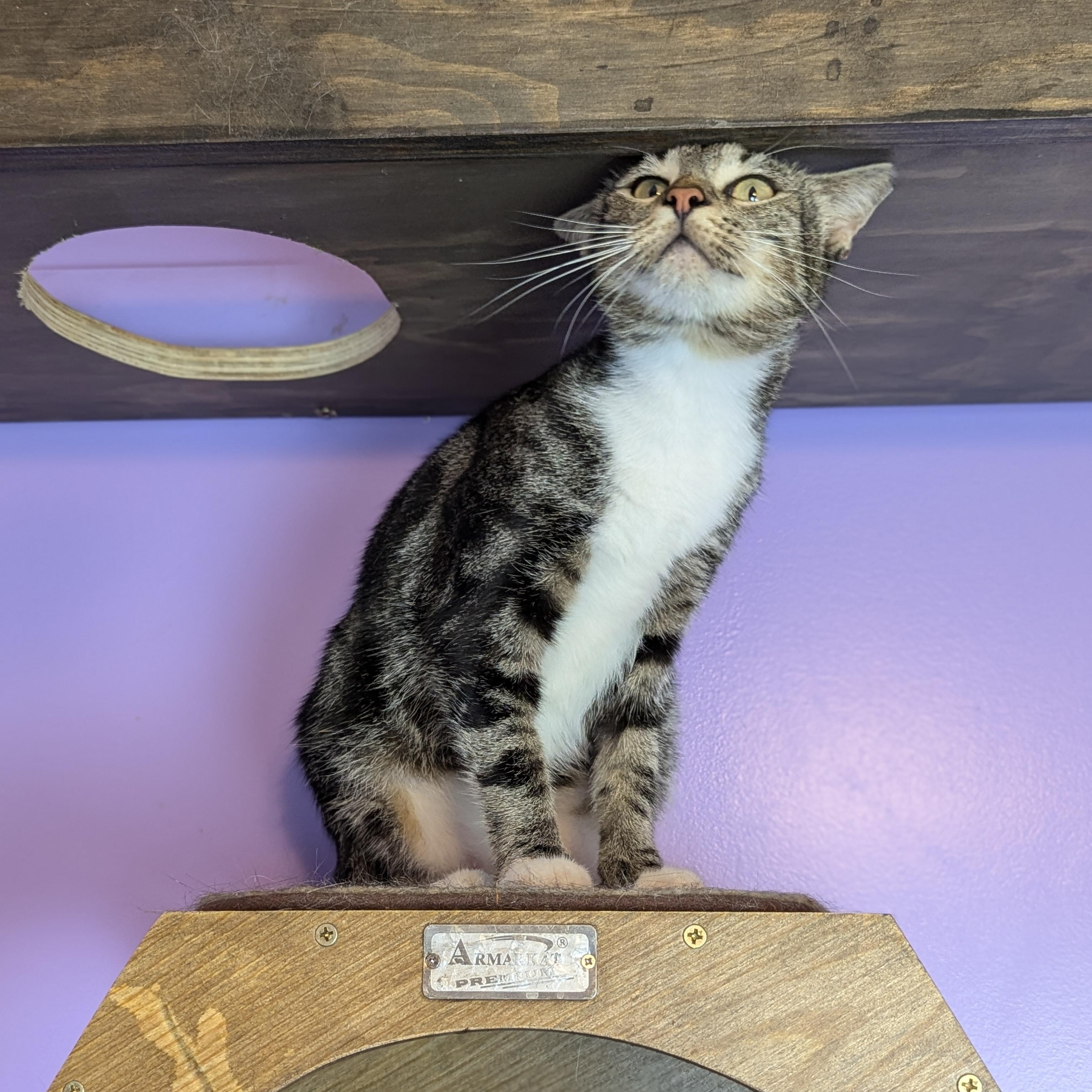 Enlarge Neo (The One to steal your heart), a Adoptable Domestic Short Hair in Decatur, GA image 4/5