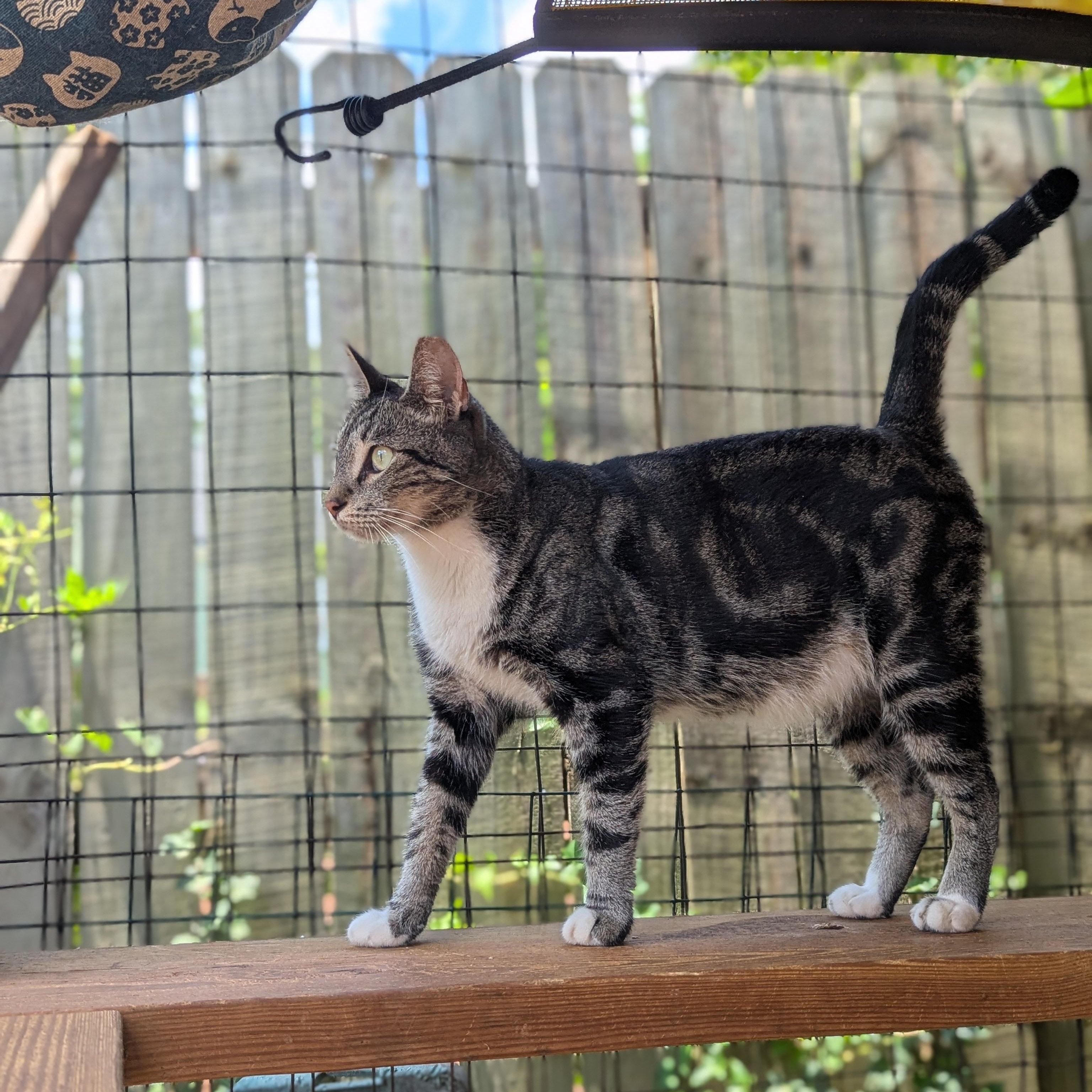 Enlarge Neo (The One to steal your heart), a Adoptable Domestic Short Hair in Decatur, GA image 2/6