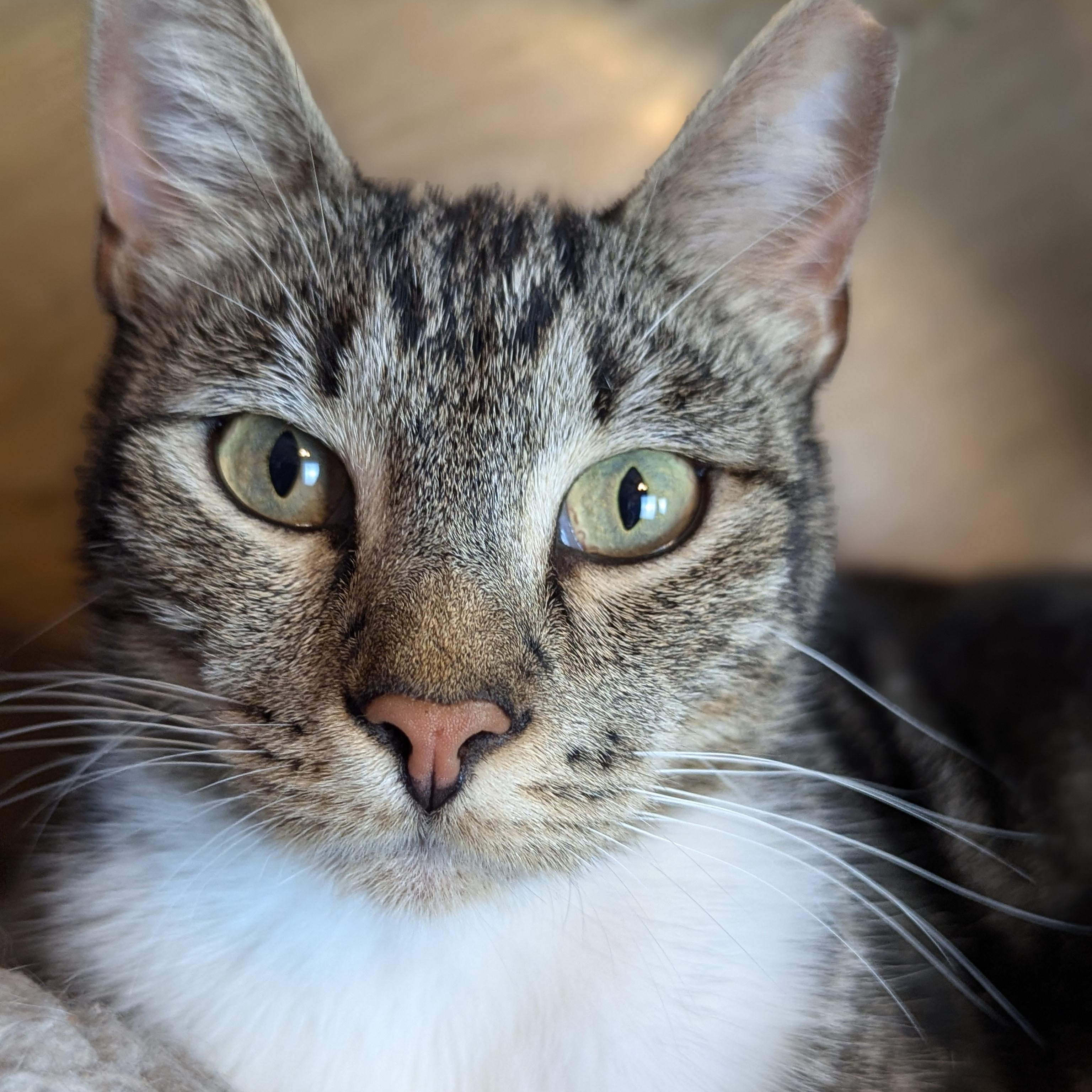 Enlarge Neo (The One to steal your heart), a Adoptable Domestic Short Hair in Decatur, GA image 2/5