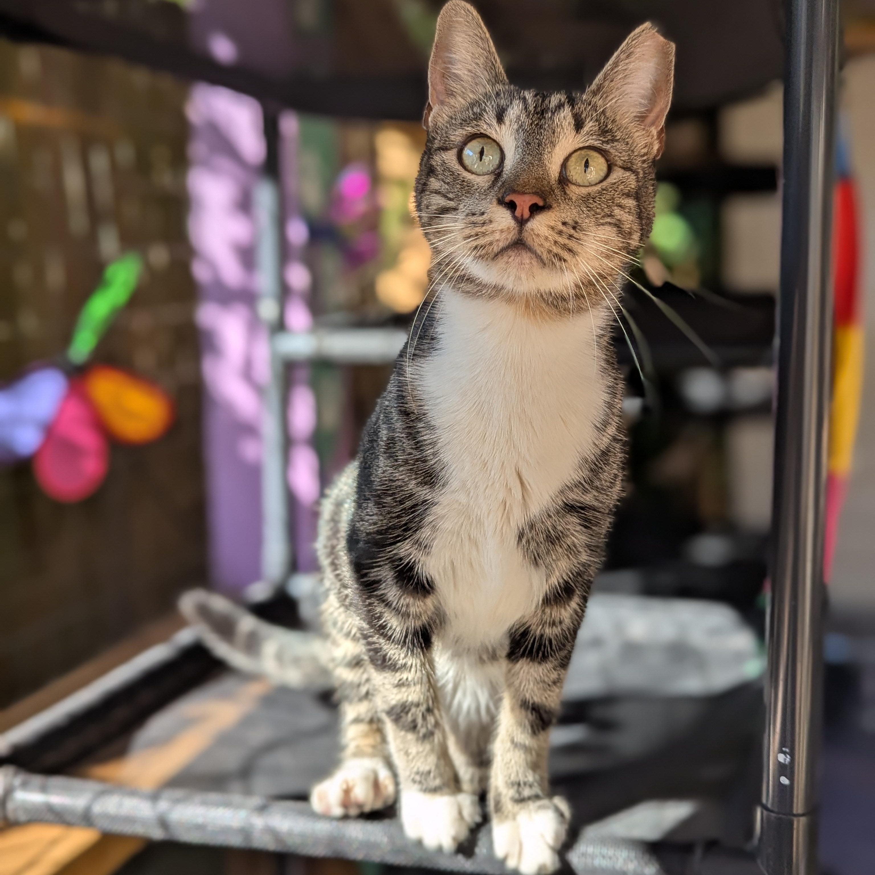 Enlarge Neo (The One to steal your heart), a Adoptable Domestic Short Hair in Decatur, GA image 6/6