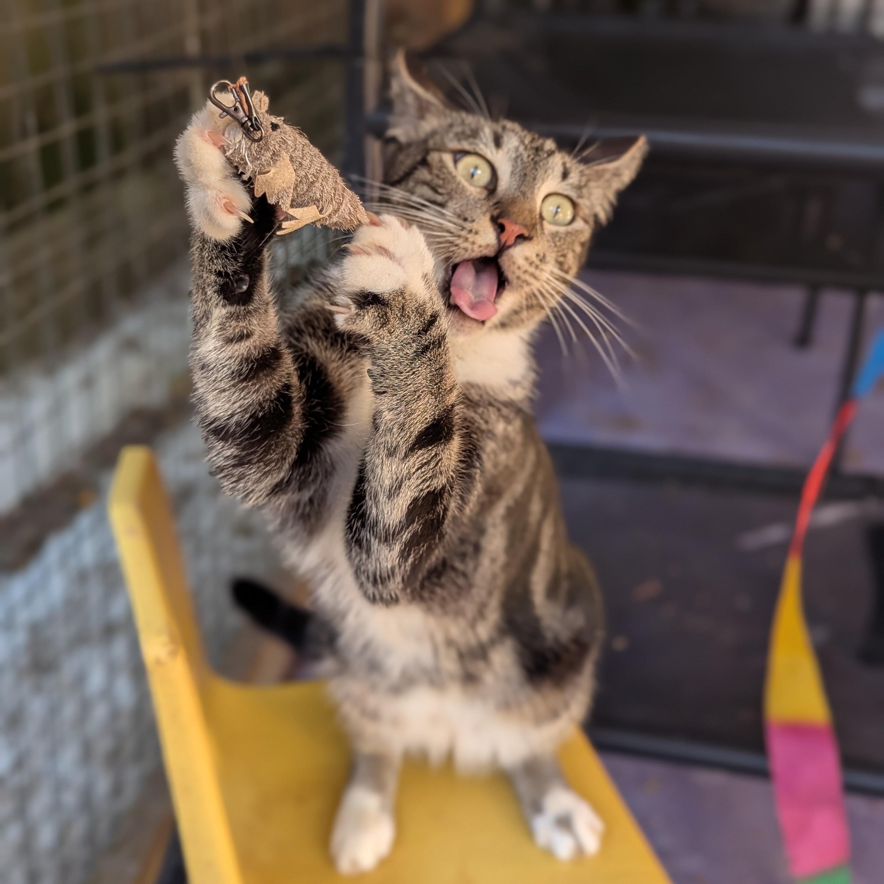 Enlarge Neo (The One to steal your heart), a Adoptable Domestic Short Hair in Decatur, GA image 3/6