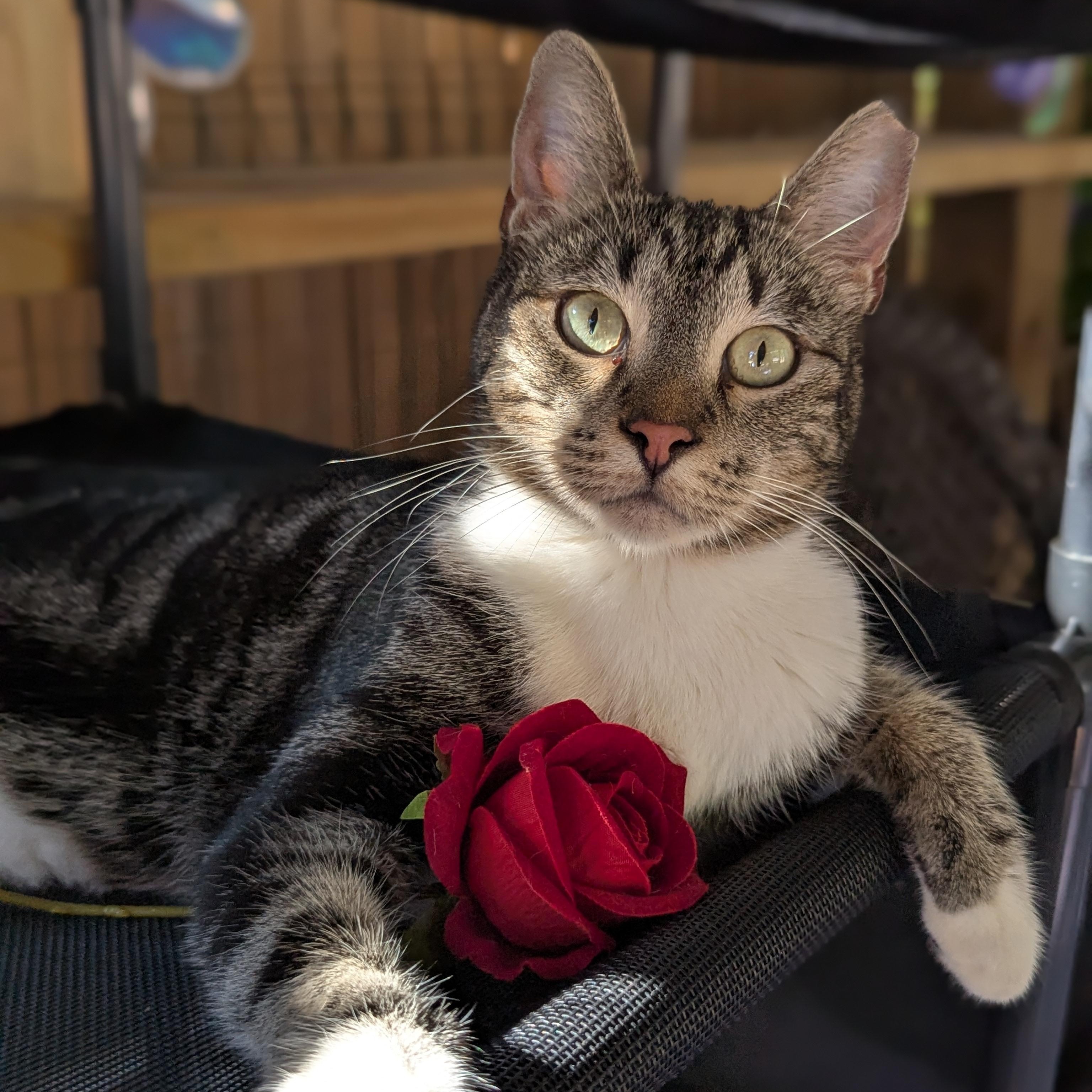 Enlarge Neo (The One to steal your heart), a Adoptable Domestic Short Hair in Decatur, GA image 2/6