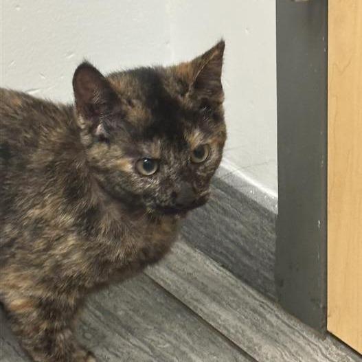 Tansy, Adoptable, Kitten Female Domestic Short Hair.