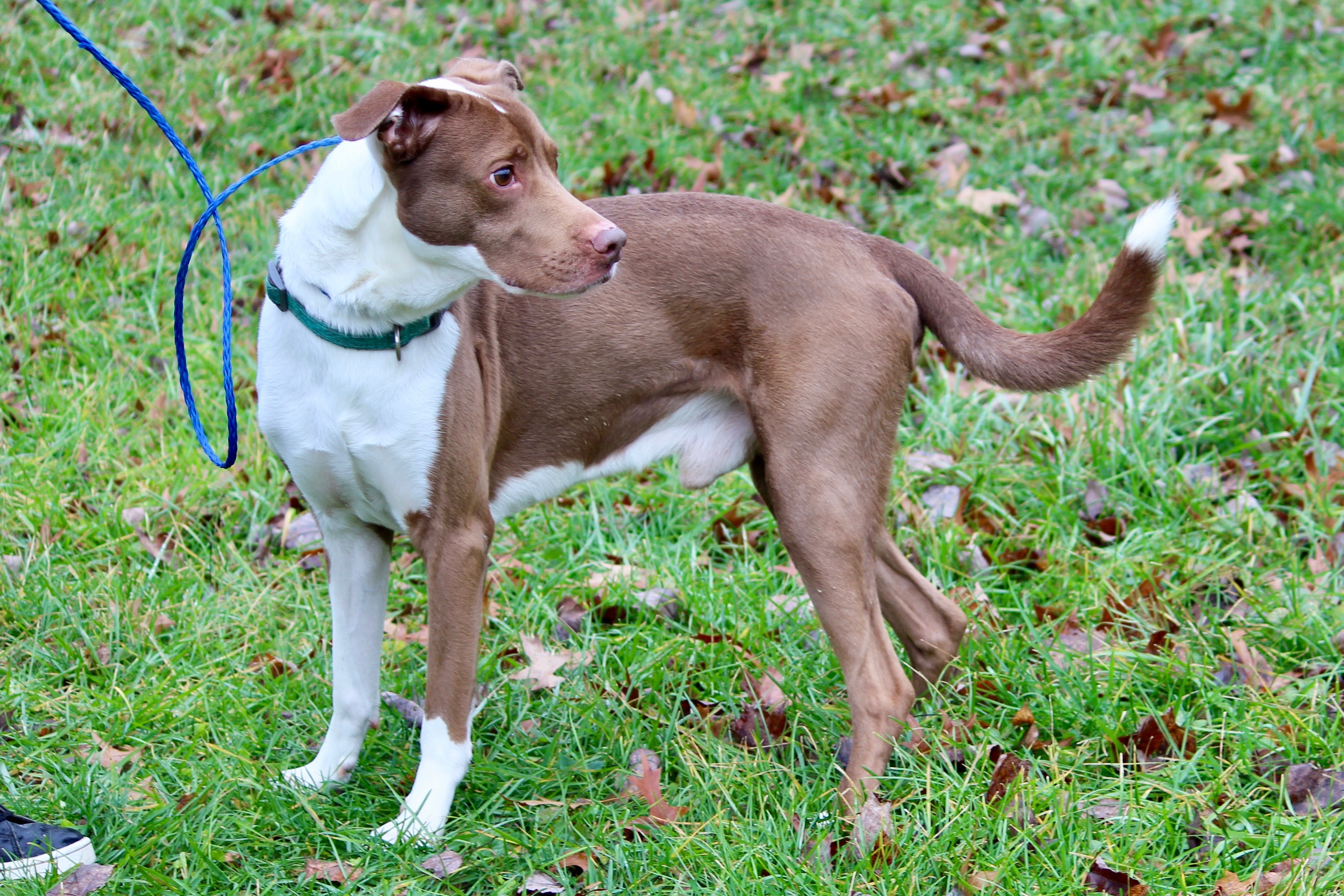 COOPER, a Adoptable Mixed Breed in Brazil, IN image 2/12