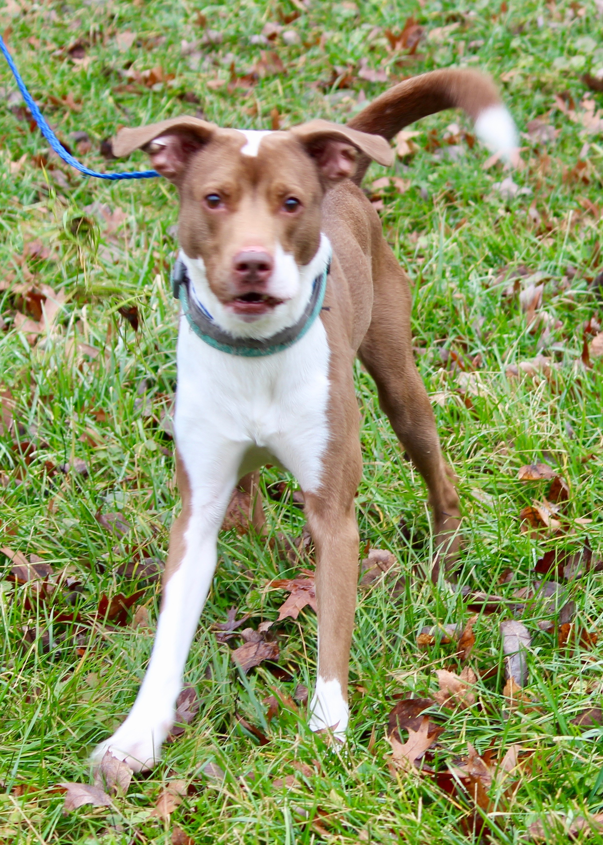 COOPER, a Adoptable Mixed Breed in Brazil, IN image 3/12